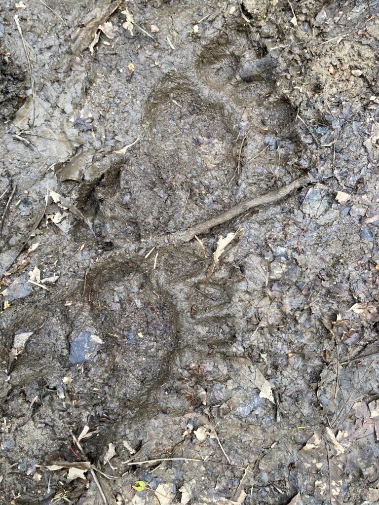 appalachian trail 2021 260