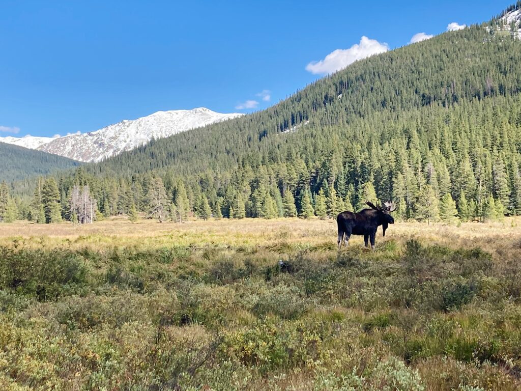 Large moose grazing in a meadow on the Colorado Trail