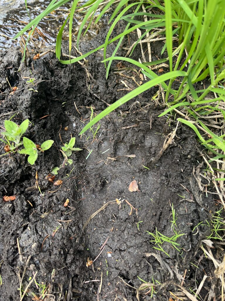 Bear print in the mud in the Glacier Peak Wilderness in the Cascades of Washington State