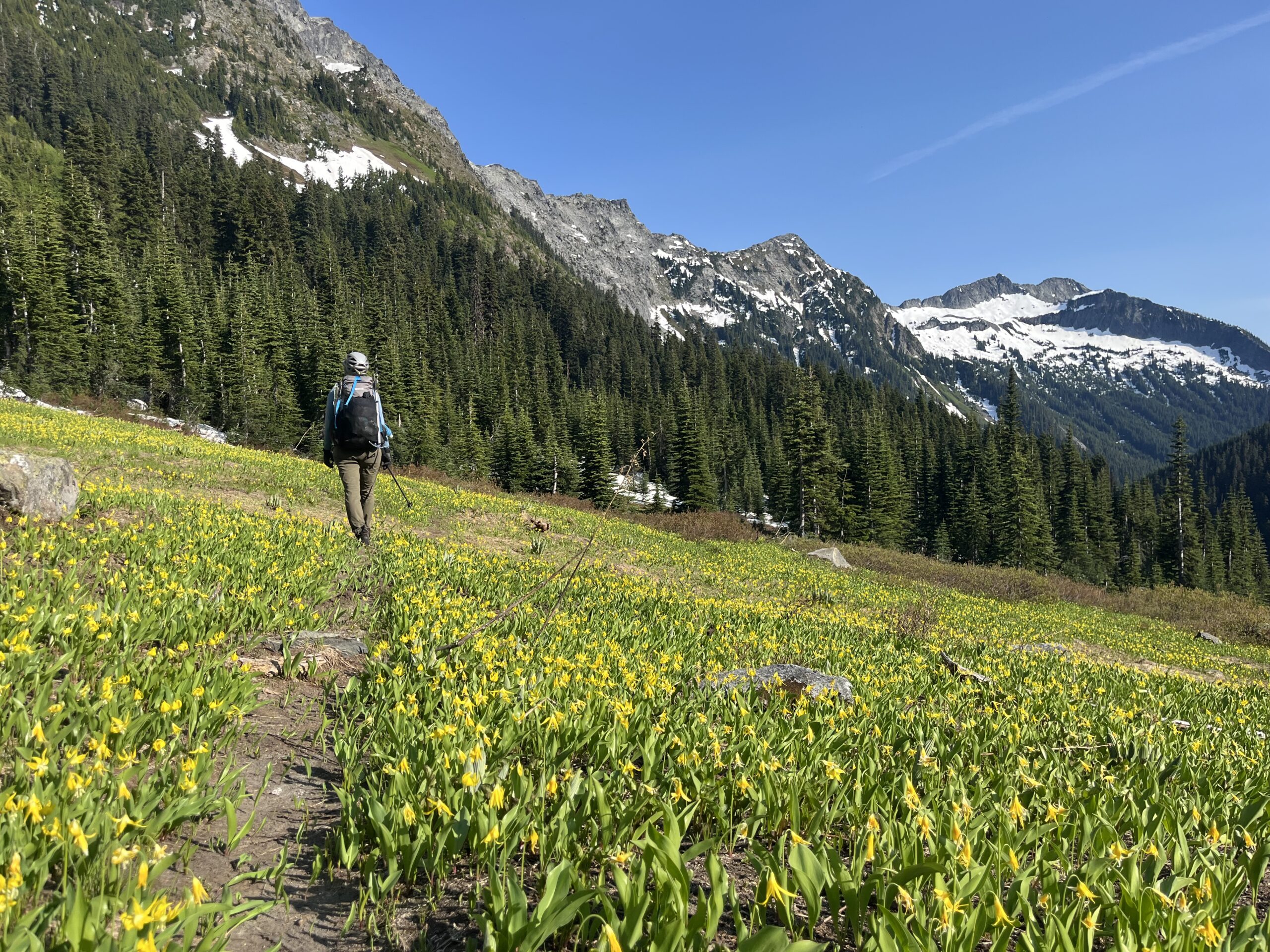 Carolyn hiking through a meadow filled with Glacier lilies in the Glacier Peak Wilderness