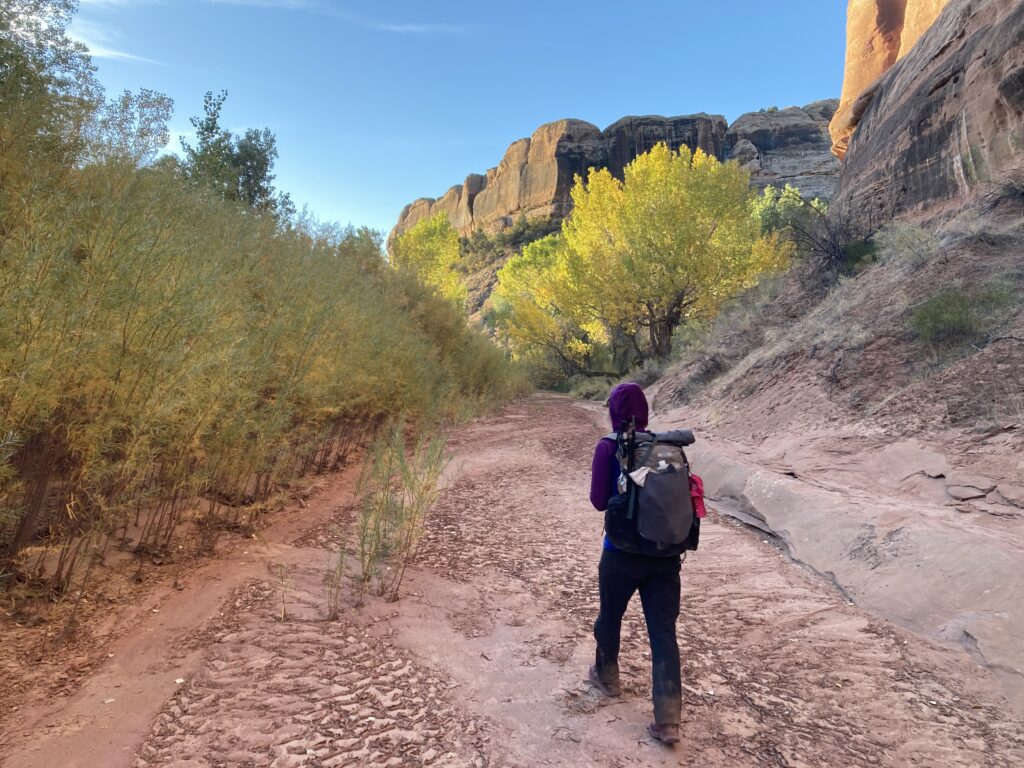 Fall colors in a canyon along the Hayduke Trail