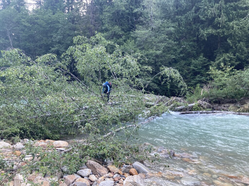 Carolyn crossing a downed tree over Thunder Creek in North Cascades National Park