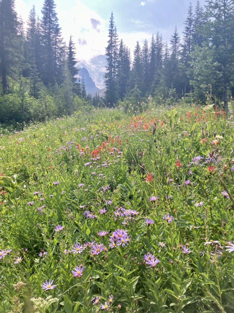 little tahoma 24