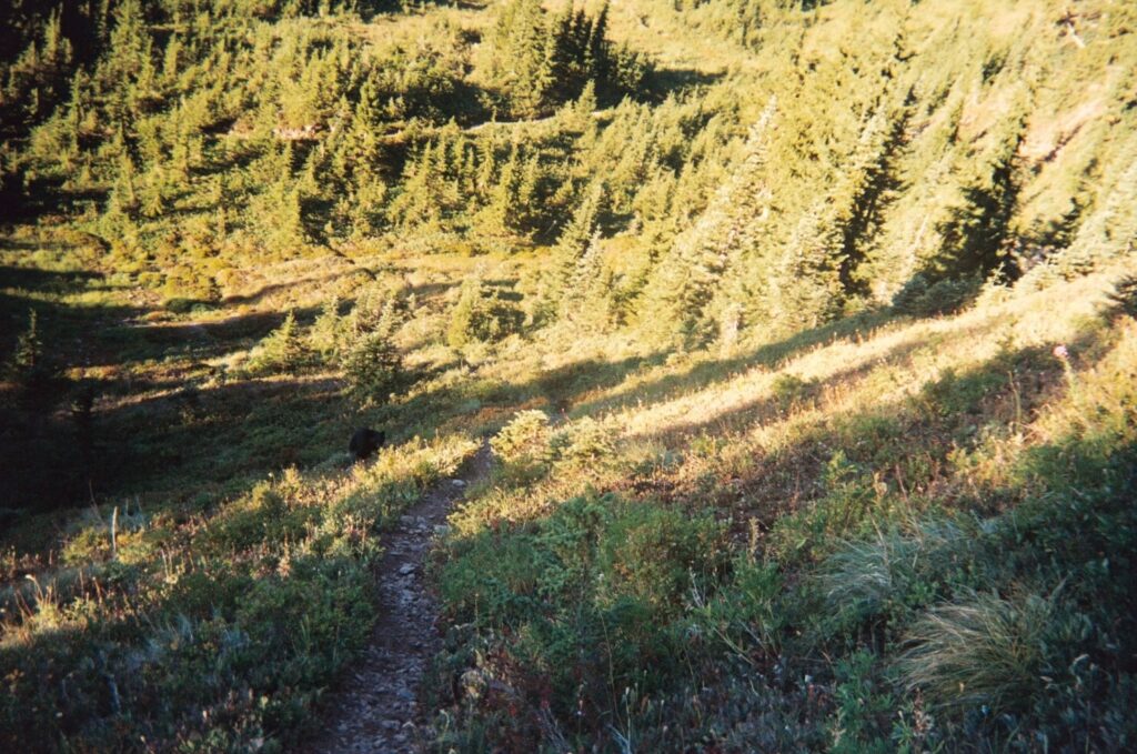 Black bears along the trail in Olympic National Park