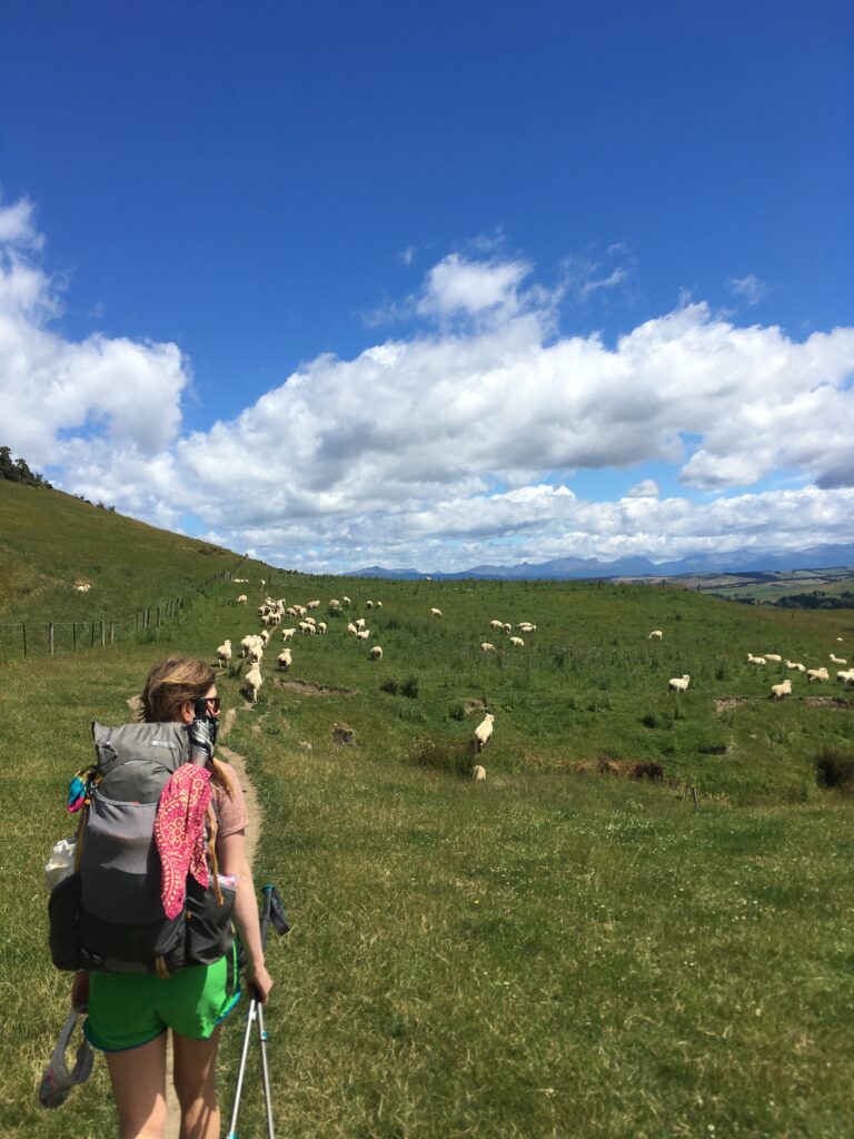 Walking through a field of sheep on the Te Araroa Trail