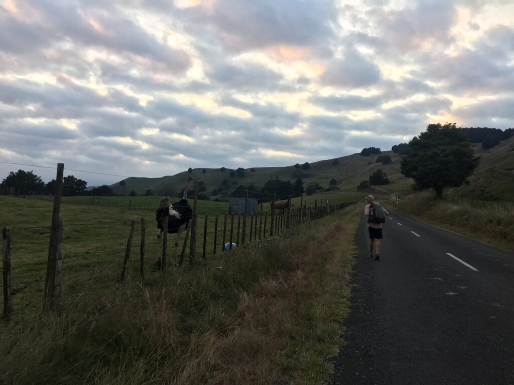 te araroa trail 140
