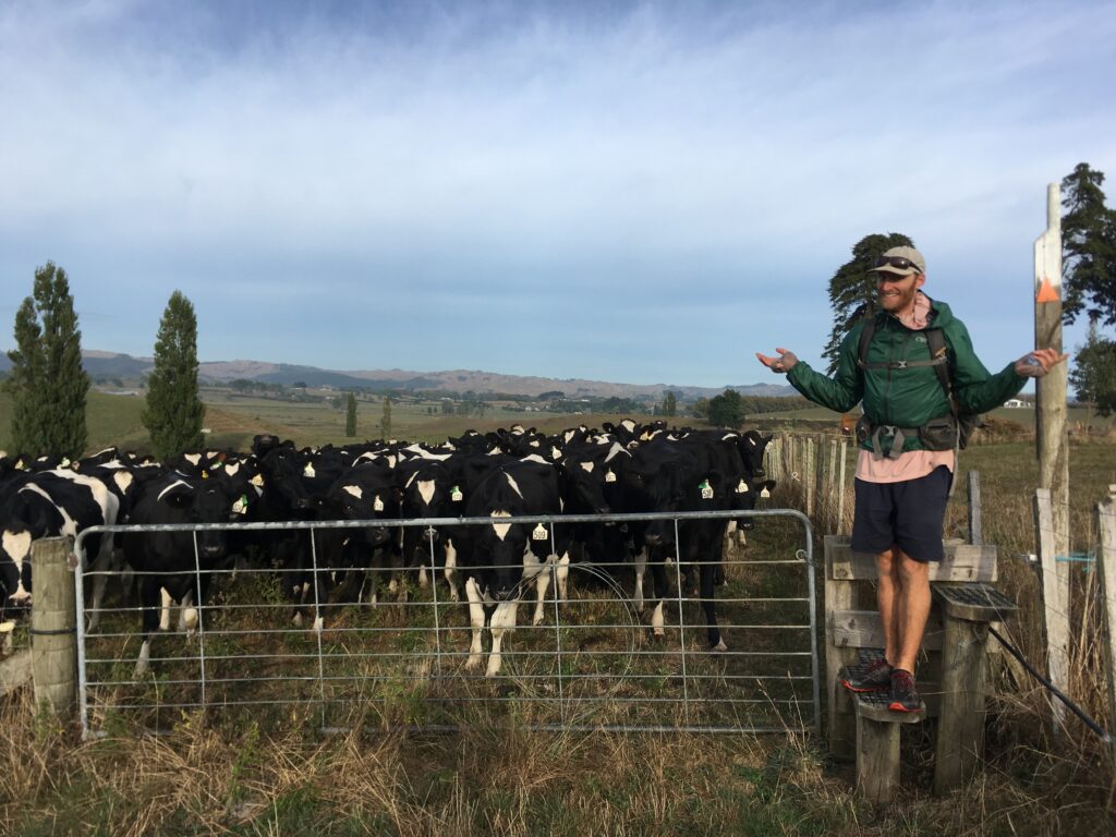Crossing a pasture fence stile along the Te Araroa with a herd of cows