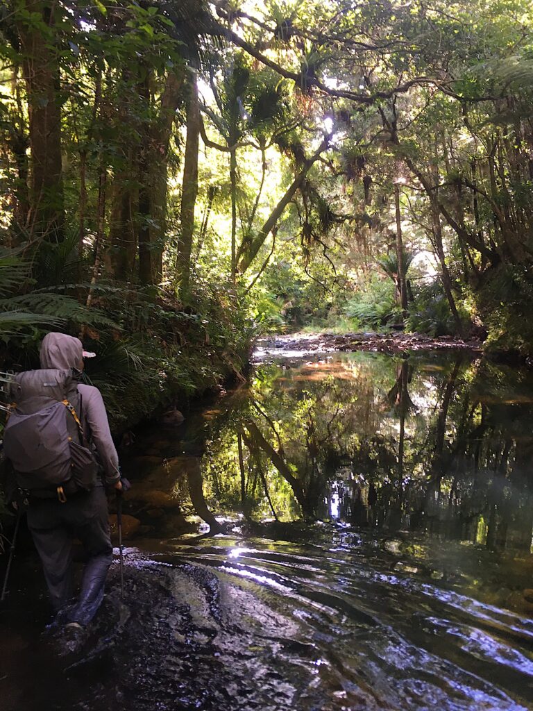 Walking through knee-deep water in dense forest on the Te Araroa Trail