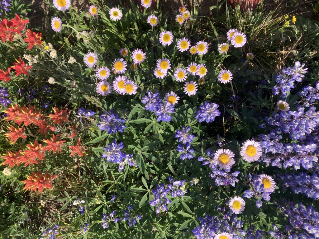 Beautiful wildflowers in the Pasayten Wilderness