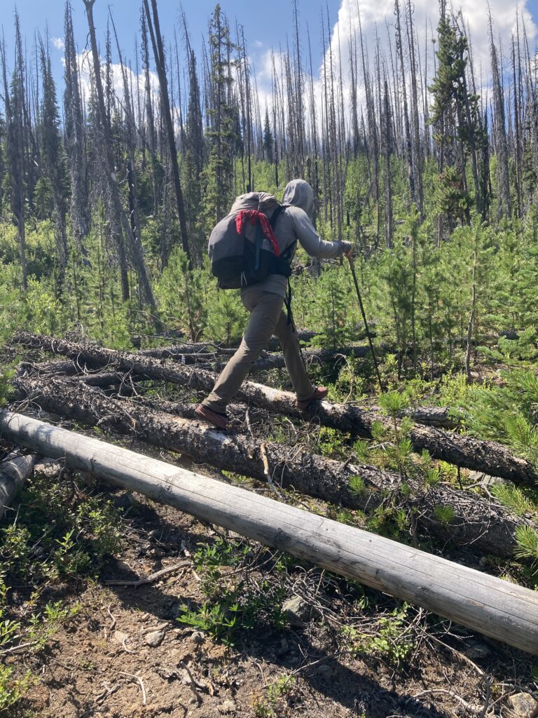 Walking on downed trees on the Cougar Traverse