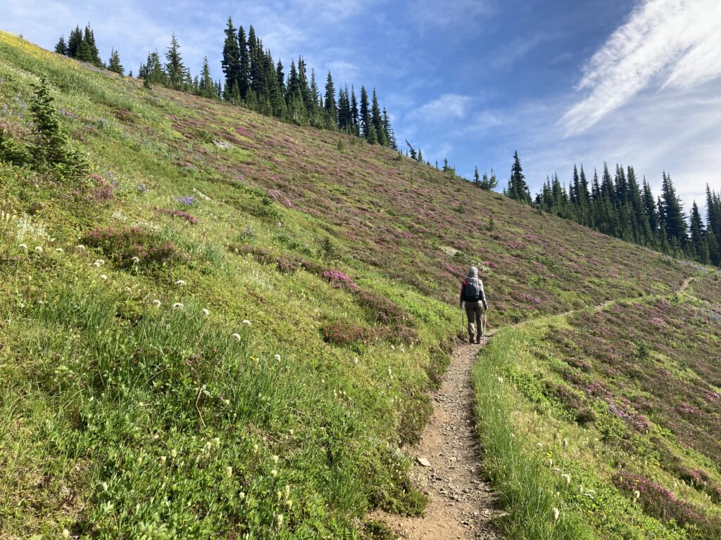 Walking through Wildflowers on the Cougar Traverse in the Pasayten Wilderness
