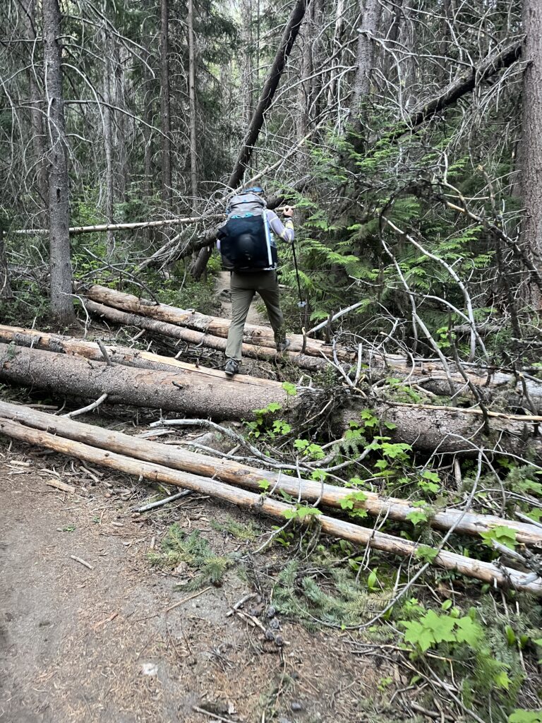 Downed trees on the Stuart Lake Trail