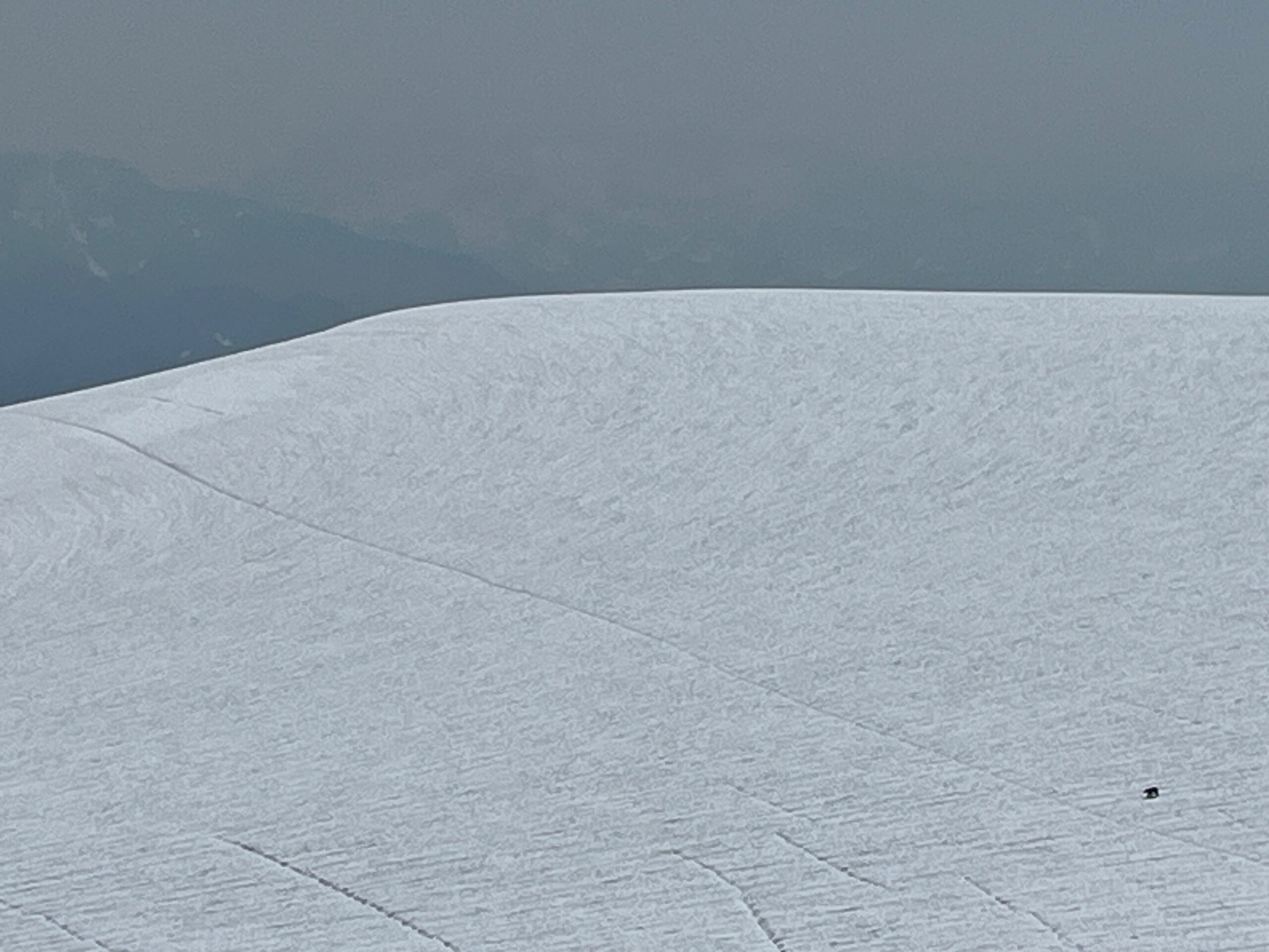 Bear traveling across Eldorado Glacier in North Cascades National Park