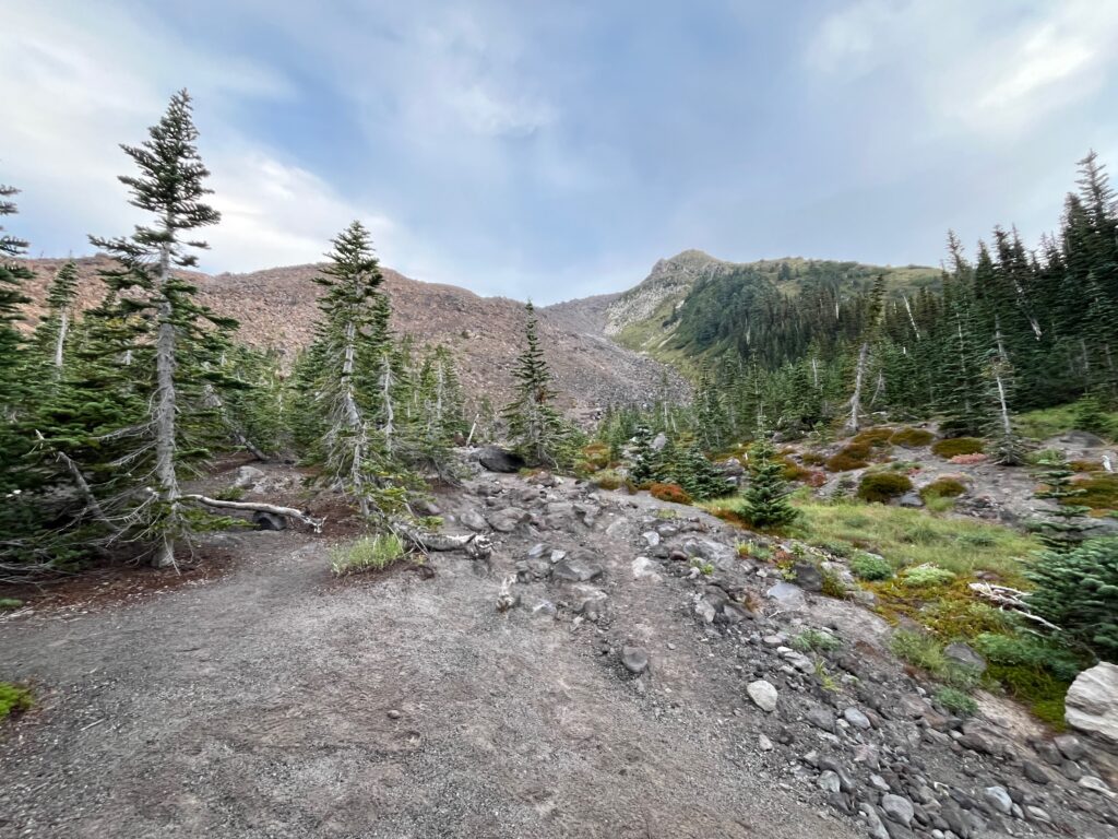 Open treed basin below Monitor Ridge on Mount St. Helens